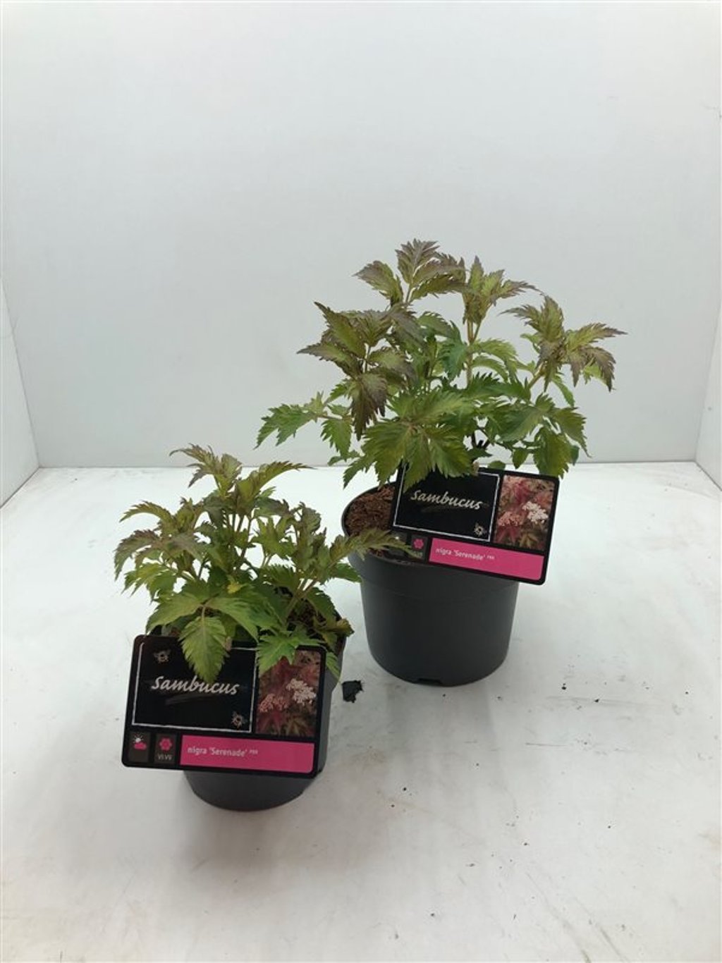 Sambucus nigra 'Serenade' - C3